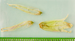 Castilleja pallida caudata