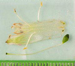 Castilleja pallida caudata