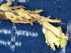 Castilleja pallida caudata