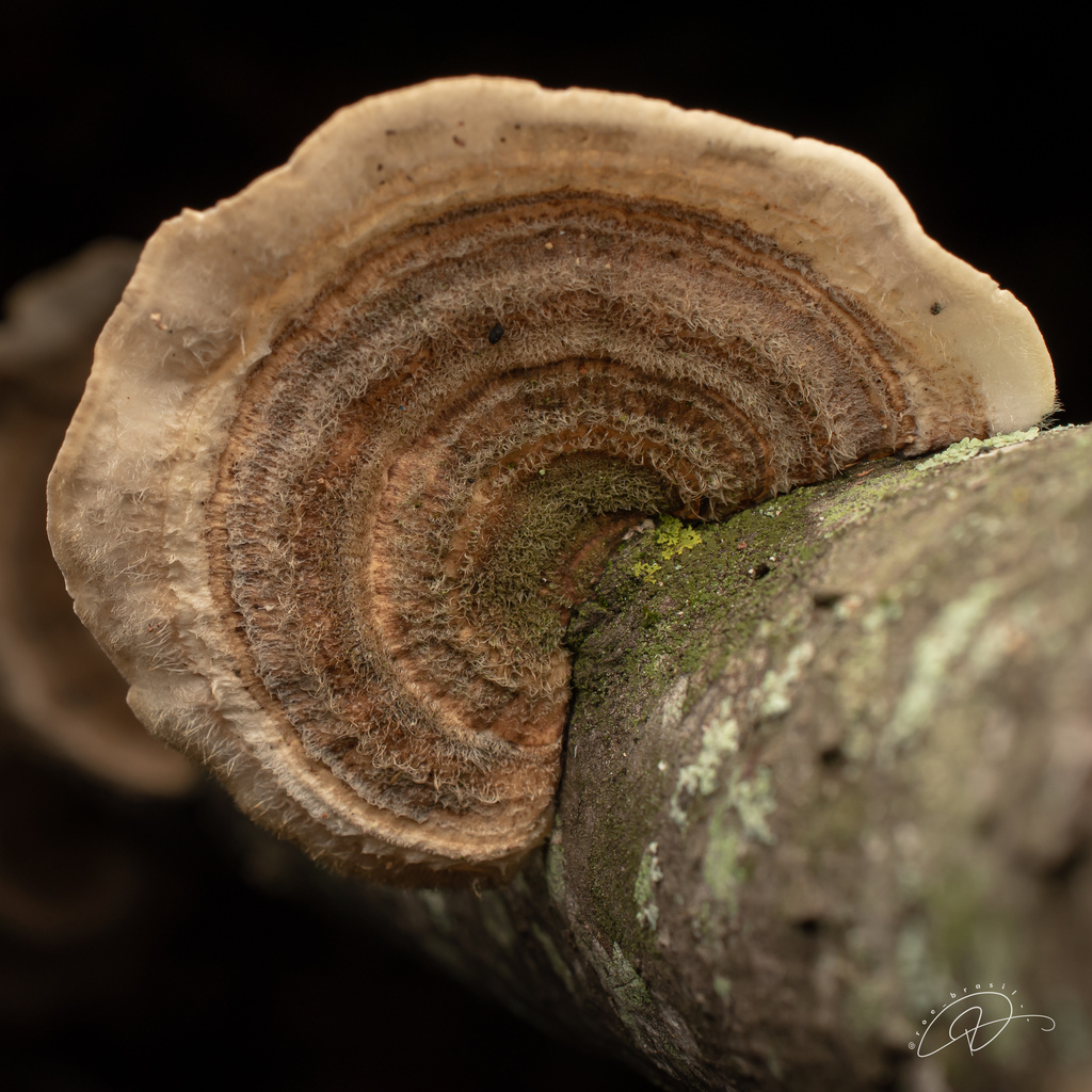 Trametes villosa · September 2024 · photo: © roe_brasil (iNaturalist, cc-by)