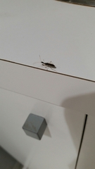 Myodocha serripes
