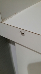 Myodocha serripes