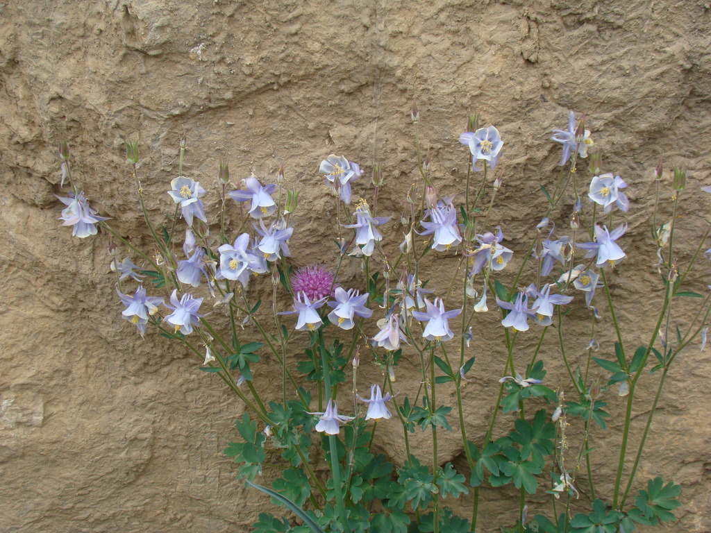 Fragrant columbine