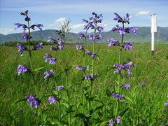 Nepeta sibirica
