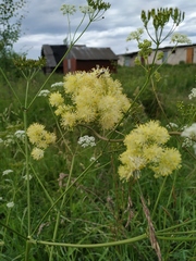Thalictrum flavum