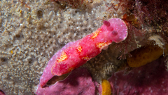 Thorunna arbuta