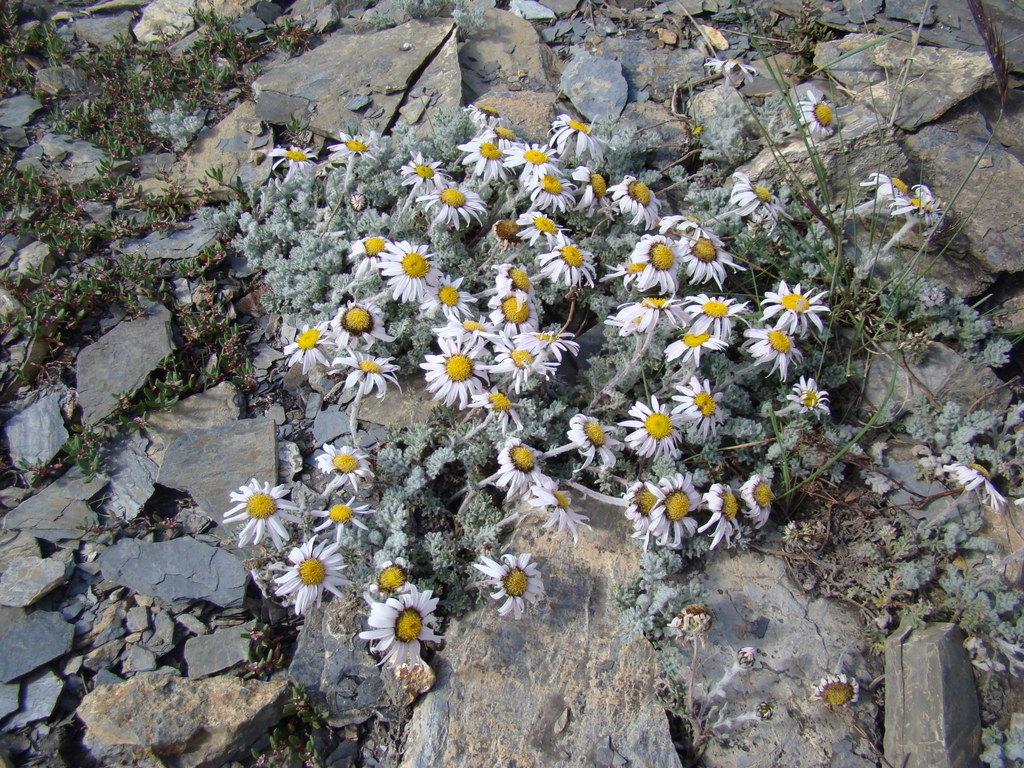 White-Leaf Ground Daisy