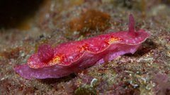 Thorunna arbuta