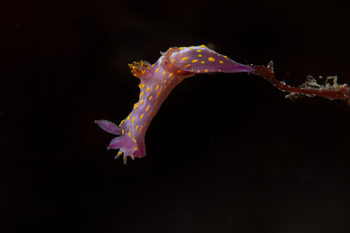 Polycera janjukia Burn, 1962