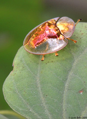 Aspidimorpha elevata