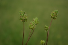 Sanguisorba minor balearica