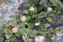 Pachystegia insignis
