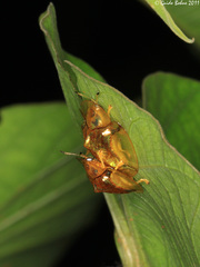 Aspidimorpha elevata