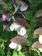 Acanthus mollis