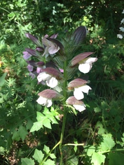 Acanthus mollis