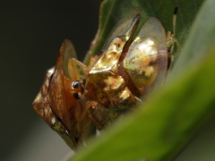 Aspidimorpha elevata