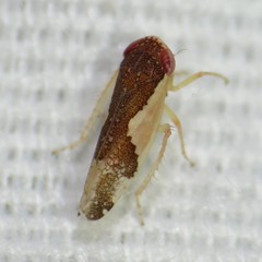Norvellina pulchella