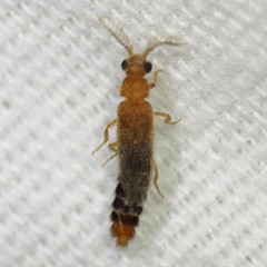 Distremocephalus opaculus