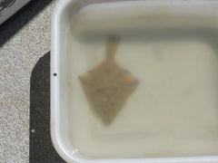 Platichthys stellatus