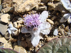 Saussurea gnaphalodes