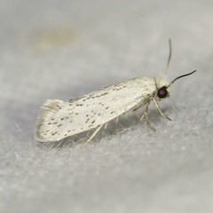 Mesepiola specca