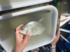 Amphistichus argenteus