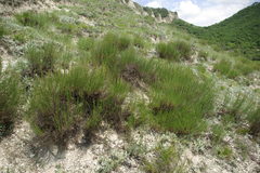 Artemisia salsoloides