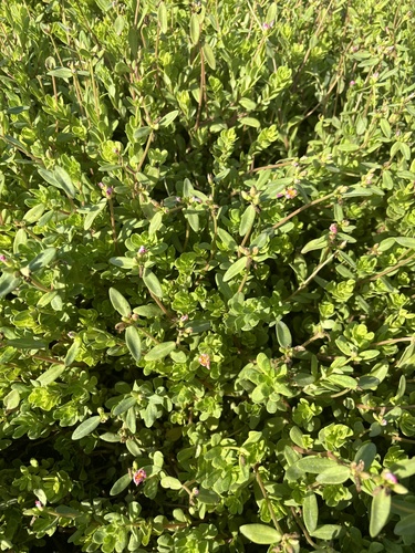 wingpod purslane