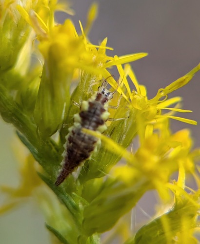 Red-lipped Green Lacewing photo 5