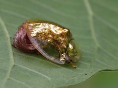Aspidimorpha elevata