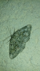 Cleorodes lichenaria