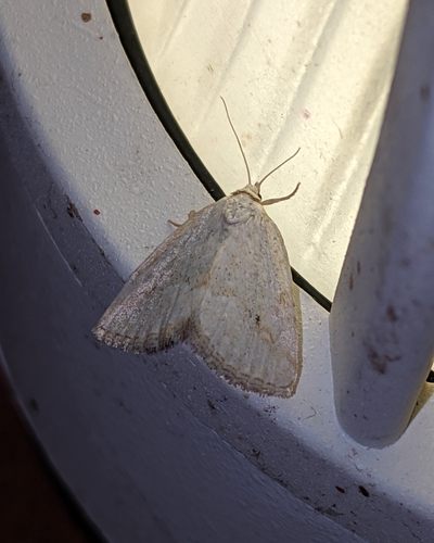 Protodeltote albidula