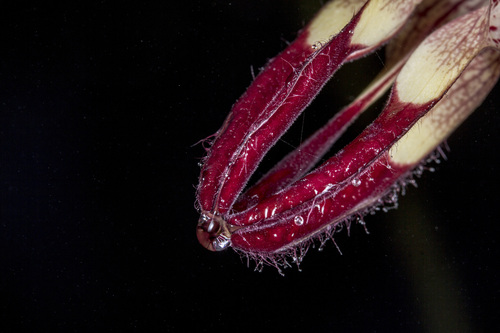 Image of Ceropegia vincifolia by (c) Ramesh Shenai Jr., some rights reserved (CC BY)