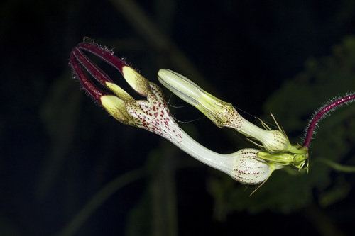 Image of Ceropegia vincifolia by (c) Ramesh Shenai Jr., some rights reserved (CC BY)