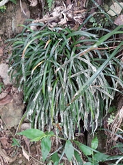 Haplopteris flexuosa