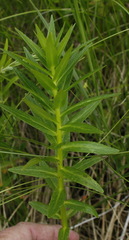 Lobelia sessilifolia