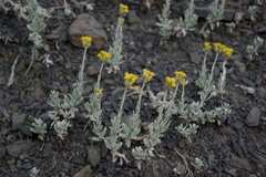 Cladochaeta candidissima
