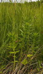 Lobelia sessilifolia