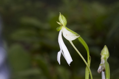 Image of Habenaria longicorniculata by (c) Ramesh Shenai Jr., some rights reserved (CC BY)