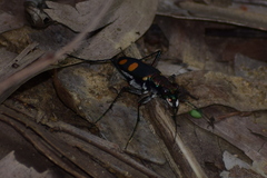 Cicindela bicolor