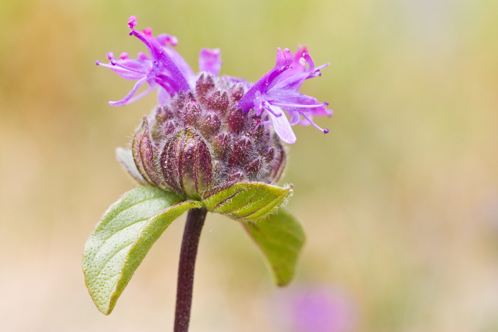 Curly leaved monardella