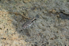 Myriochila undulata