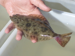 Paralichthys californicus