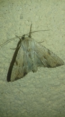 Apamea lithoxylaea