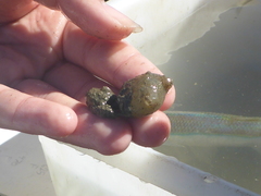 Molgula manhattensis