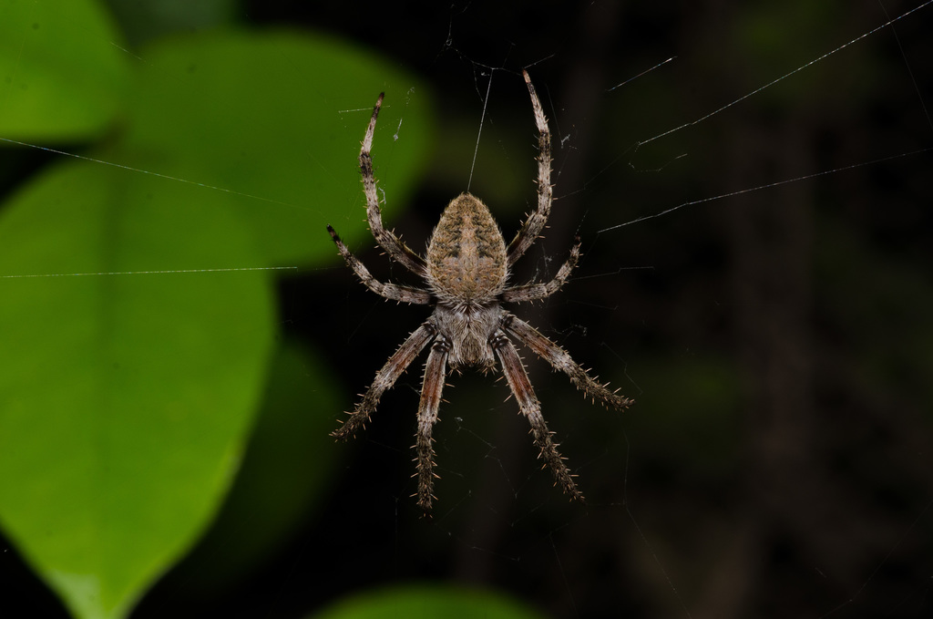 Spotted orbweaver (Neoscona crucifera)