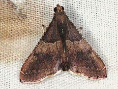 Endotricha ignealis