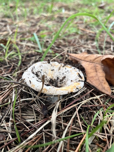 Lactifluus subvellereus