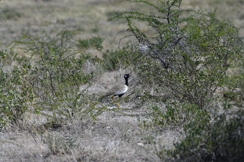 Afrotis afraoides