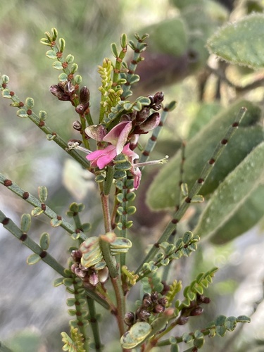 Image of Indigofera adesmiifolia by (c) Natalie A, some rights reserved (CC BY)